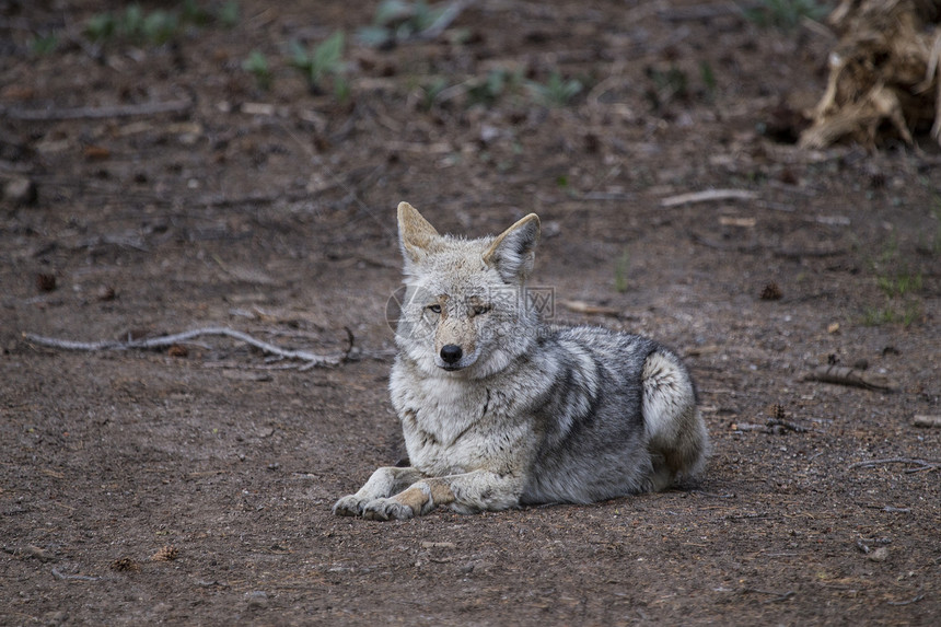 野木狼野生动物灰狼大衣危险荒野毛皮图片