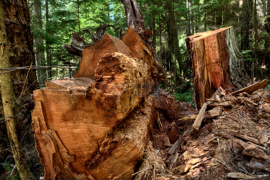巨型红木加利福尼亚州荒野游客记录树林大树风景红杉图片