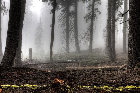 约塞米特国家公园公园国家风景森林背景图片