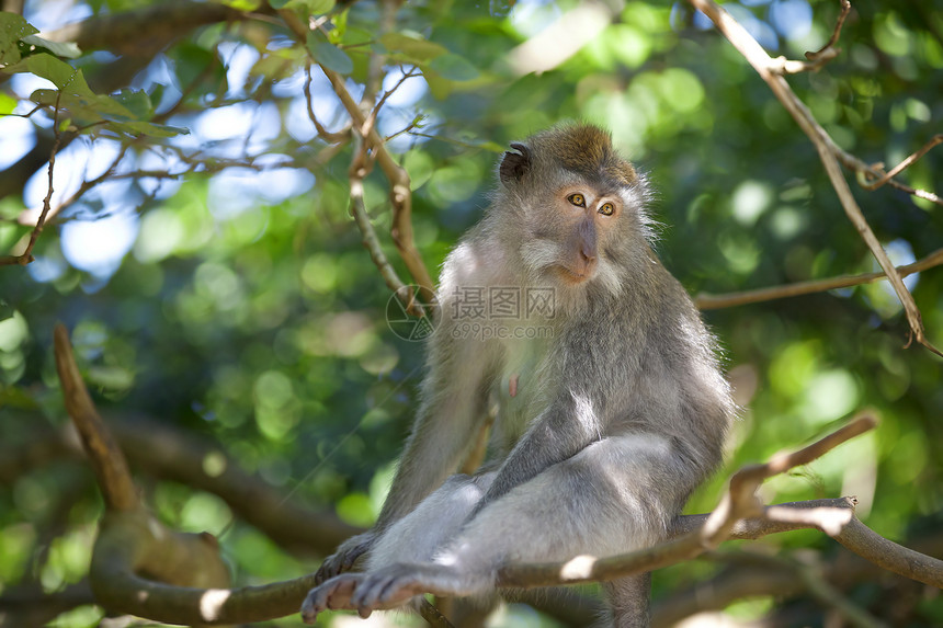 长尾麦卡克猴子野生动物灵长类哺乳动物森林猴林热带动物荒野丛林乌布图片