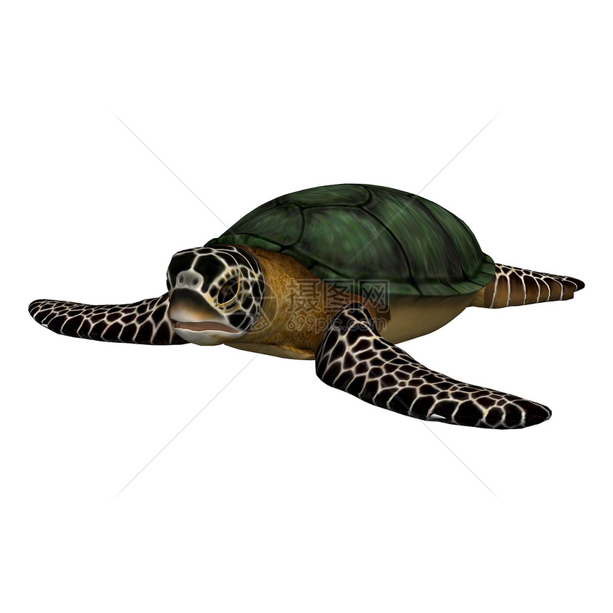 海龟宠物乌龟荒野热带生物濒危异国情调插图野生动物图片
