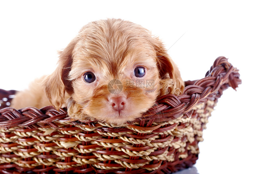 小可爱的小狗 装饰的狗 在一篮子里乐趣友谊犬类动物褐色贵宾犬朋友宠物爪子毛皮图片