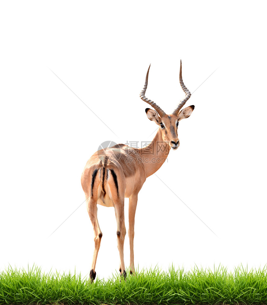 与绿草隔离的伊卜拉公园动物哺乳动物羚羊男性白色食草环境动物群绿色图片