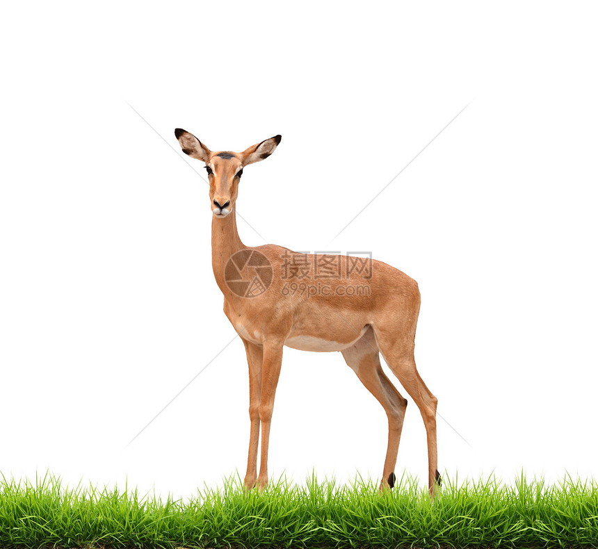 与绿草隔离的伊卜拉动物群野生动物食草动物荒野女性环境绿色白色羚羊图片