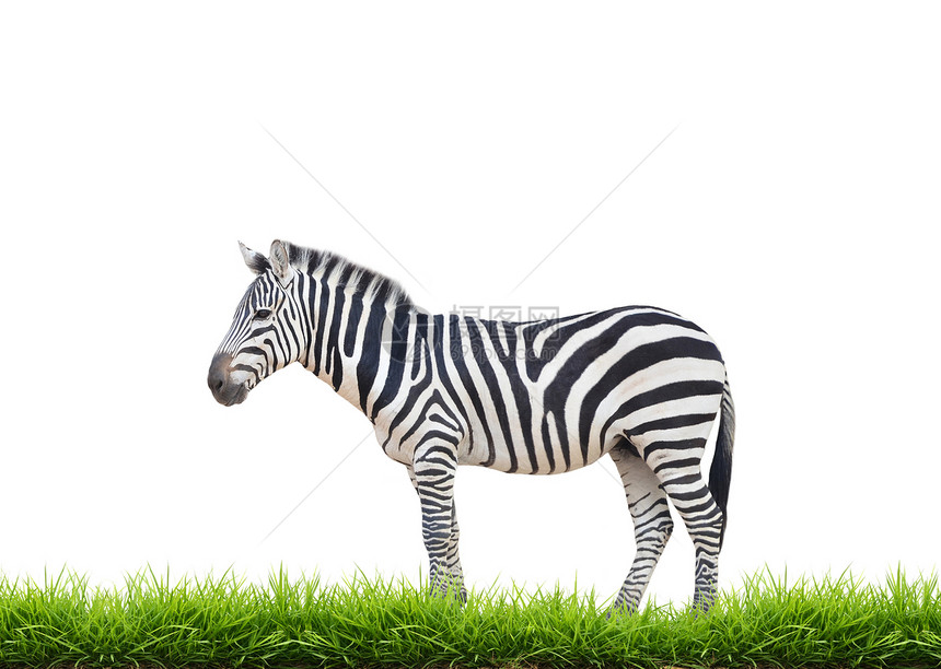 与绿草隔离的斑马野生动物荒野草食性白色动物园绿色条纹黑色马属赠款图片