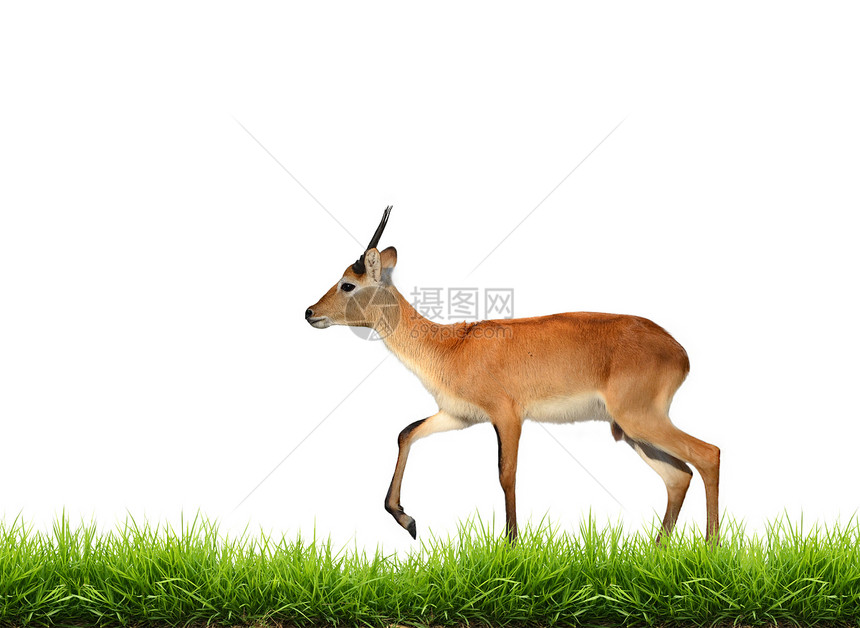 与绿草隔离的红草地场地动物绿色食草荒野羚羊野生动物哺乳动物草原图片