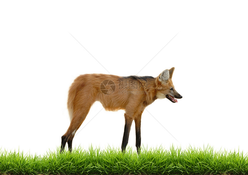 野狼与绿草隔离动物捕食者犬科红色白色荒野高跷野生动物动物园狐狸图片