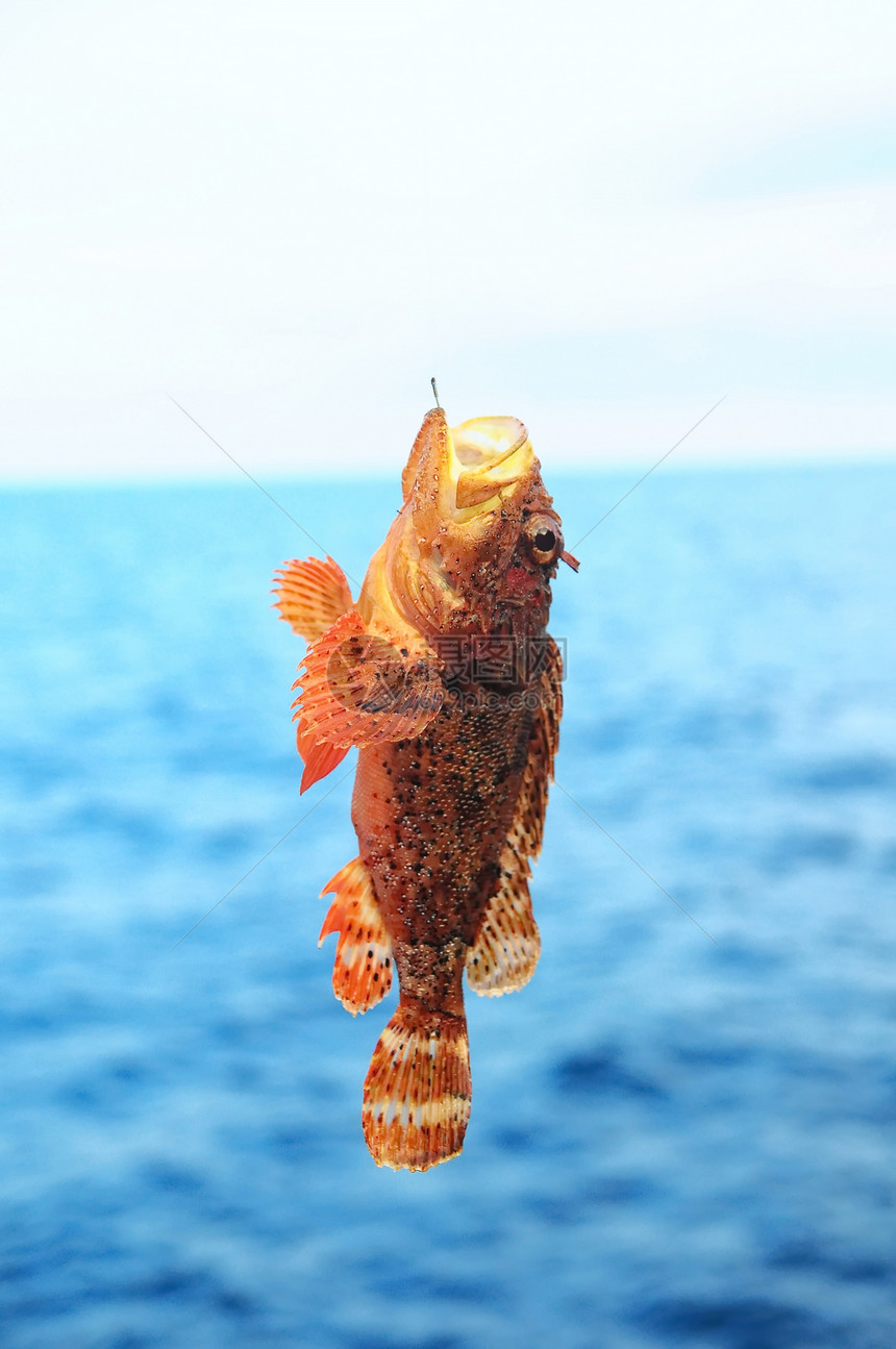 红礁海鱼生态海岸野生动物隐藏远洋海洋狮子石头钓鱼学校图片