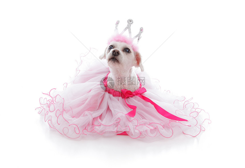 公主或芭蕾舞女宠物图片