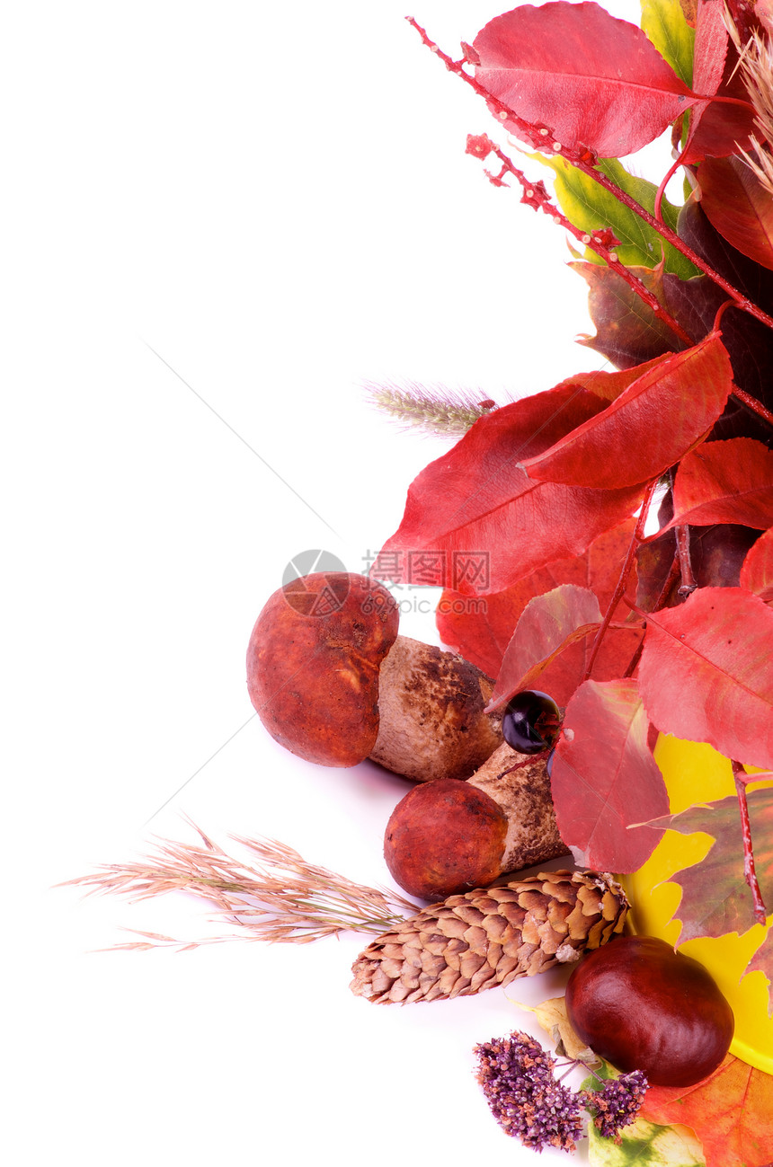 秋季框架红色干草秋叶蘑菇枫叶活力森林花锥橙子板栗图片