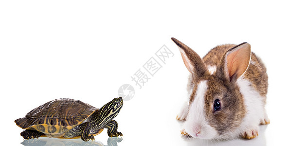 兔子和乌龟赛跑兔子和海龟竞争跑步隐藏对抗寓言宠物毛皮盔甲动物短跑背景