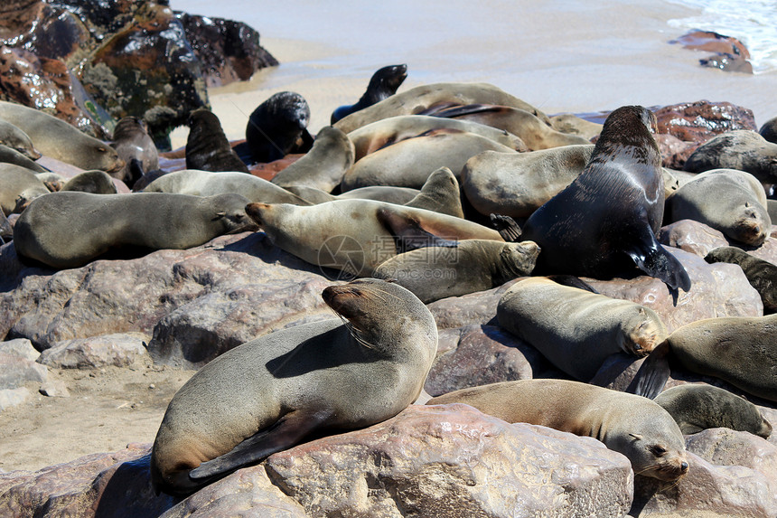 大西洋海岸Cape Cross保留区海豹殖民地海洋野生动物小狗岩石荒野食肉动物生态动物群捕食者图片