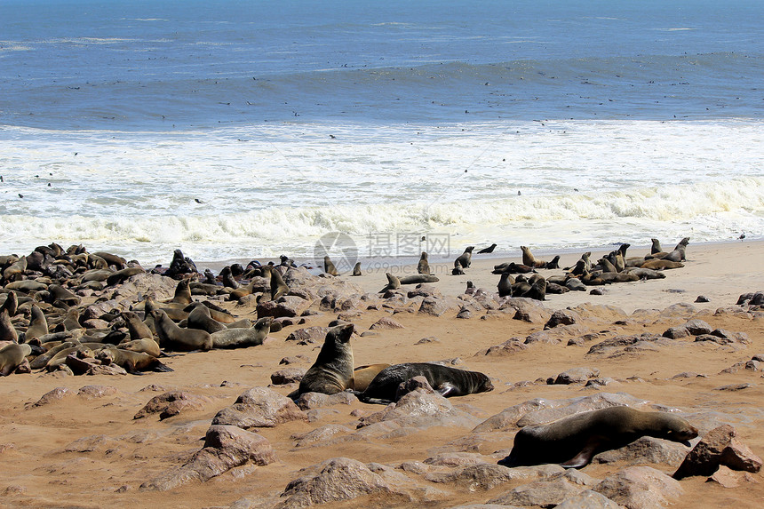 大西洋海岸Cape Cross保留区海豹殖民地动物群食肉生活海滩生态动物沙漠海岸海洋野生动物图片