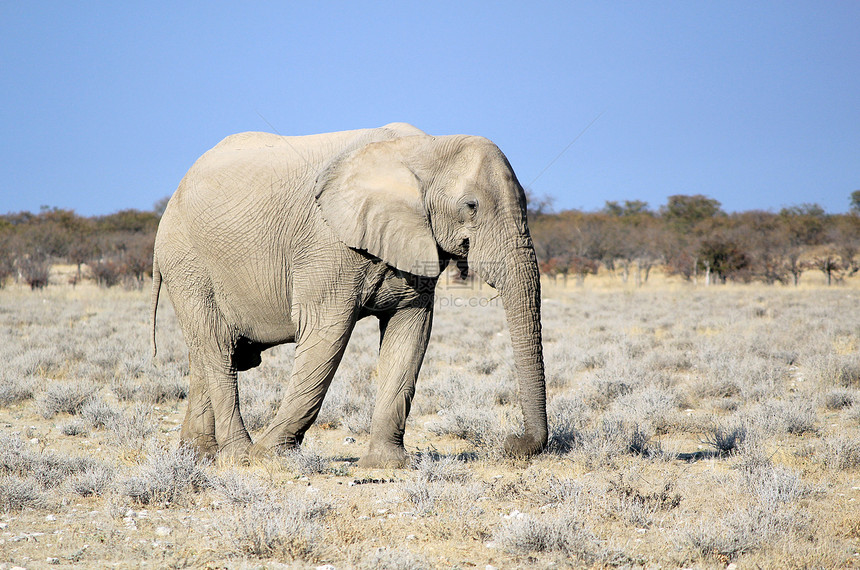 Etosha野生动物保护区非洲大象公牛保护游戏食草羚羊国家水坑动物群栖息地历史性动物图片