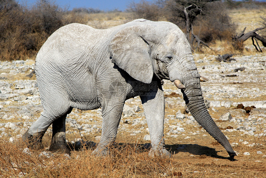 Etosha野生动物保护区非洲大象公牛保护水坑沙漠国家游戏哺乳动物荒野动物旅游羚羊图片