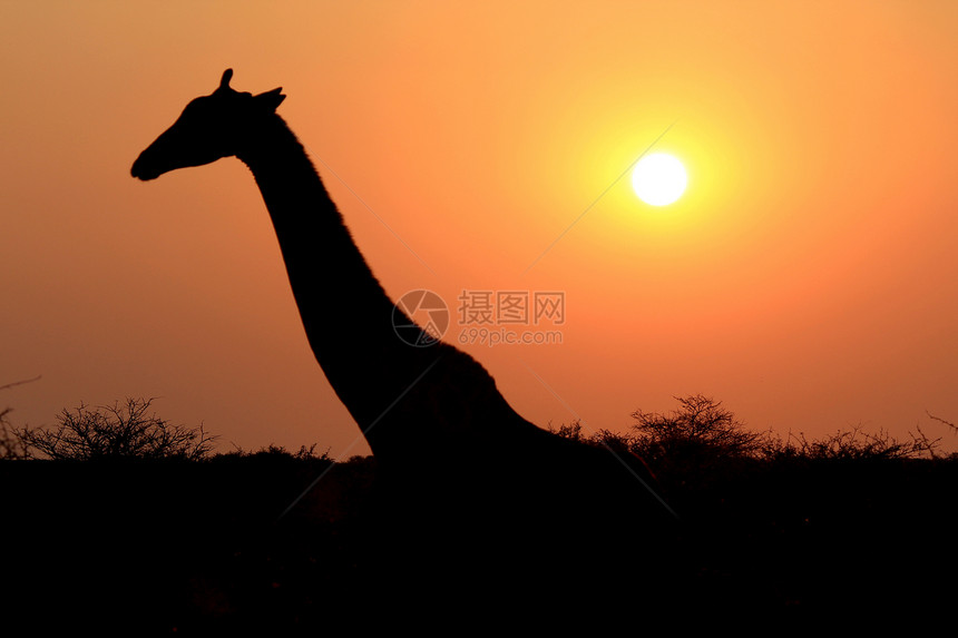 Etosha国家预备队的Giraffe旅行生态衬套脖子地球荒野动物园天空野生动物公园图片