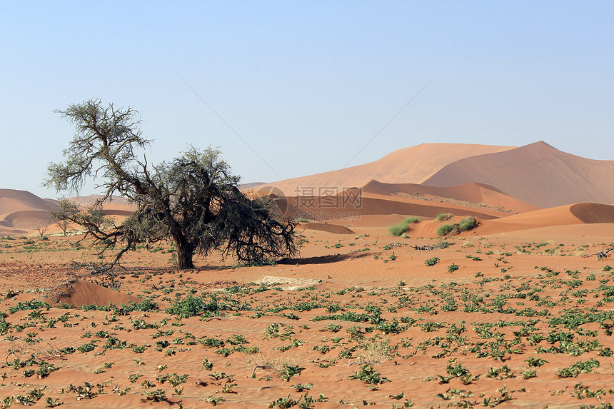 塞斯里姆附近纳尼布沙漠的索苏夫莱沙丘景观丘陵孤独纸牌沙丘假期天空国家公园纳米布旅行图片