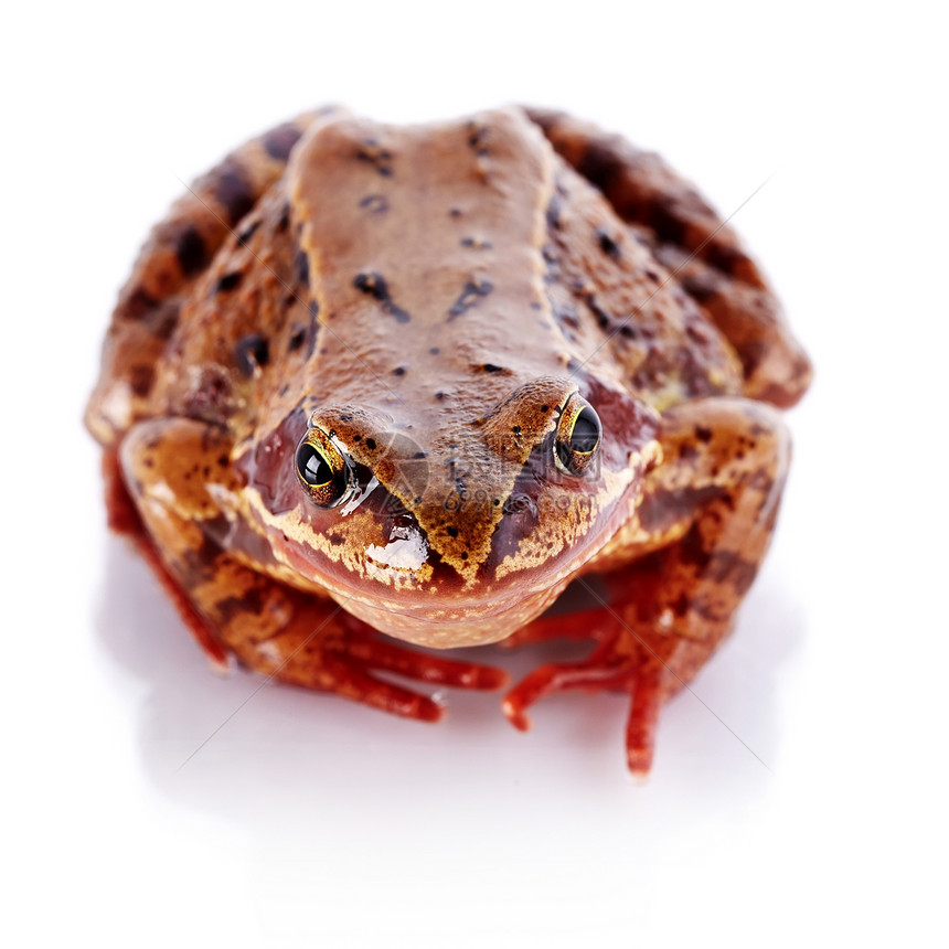 欧洲共同青蛙丑陋蟾蜍两栖动物脊椎动物牛蛙动物眼睛宠物生物棕色图片