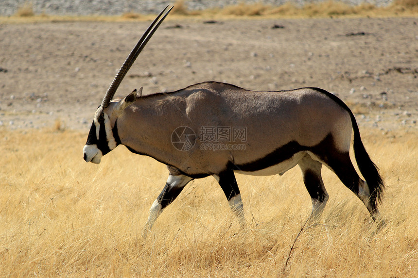 国家公园动物群动物园环境荒野哺乳动物生活野生动物动物沙漠食草图片