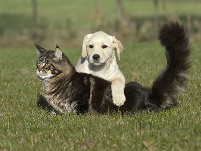 猫和小狗白色犬类朋友们虎斑森林动物猫咪友谊小猫宠物背景图片