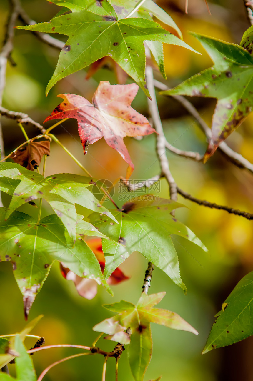 秋天叶为抽象背景环境季节植物群植物墙纸太阳公园边界橙子框架图片