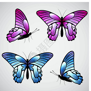 矢量多彩蝴蝶白色创造力翅膀飞行黑色昆虫风格装饰收藏艺术背景图片