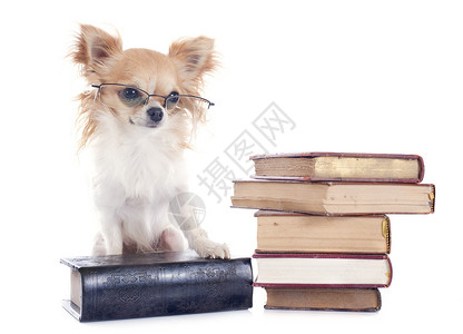 吉娃娃和书籍学习阅读犬类工作室白色教授棕色眼镜学生小狗背景图片