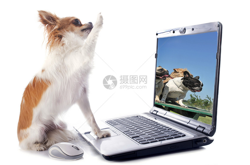 吉娃娃和计算机犬类伴侣爪子电脑棕色笔记本动物技术白色工作室图片