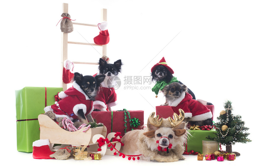 基督教吉华人新年小狗展示帽子礼物团体季节驯鹿雪橇宠物图片