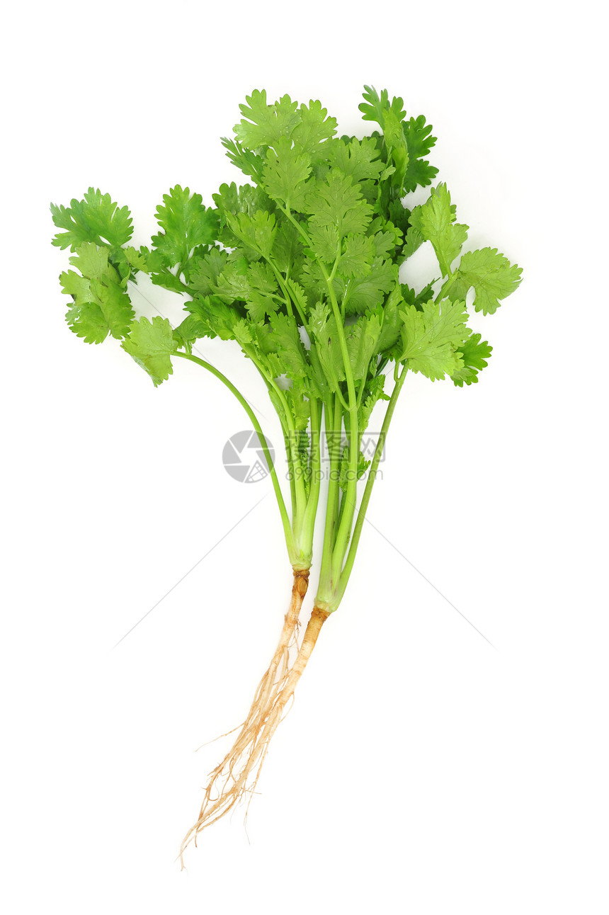 银色香味宏观香料草本植物健康饮食素食多叶蔬菜食物绿色图片