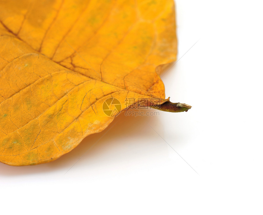 叶子宏观效果黄色金子纹理叶脉植物图片
