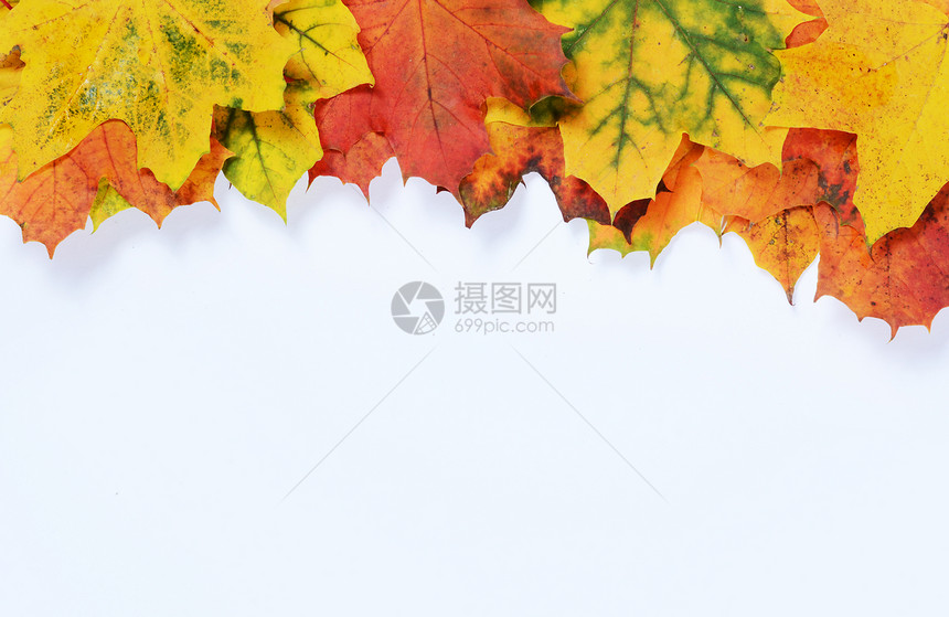 秋季树叶 为文字留出空白绿色红色季节兄弟黄色橙子叶子白色框架图片