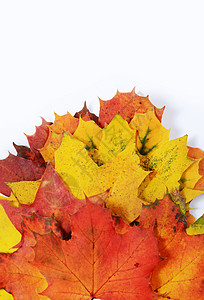 秋季树叶 为文字留出空白橙子黄色季节白色叶子绿色红色背景图片