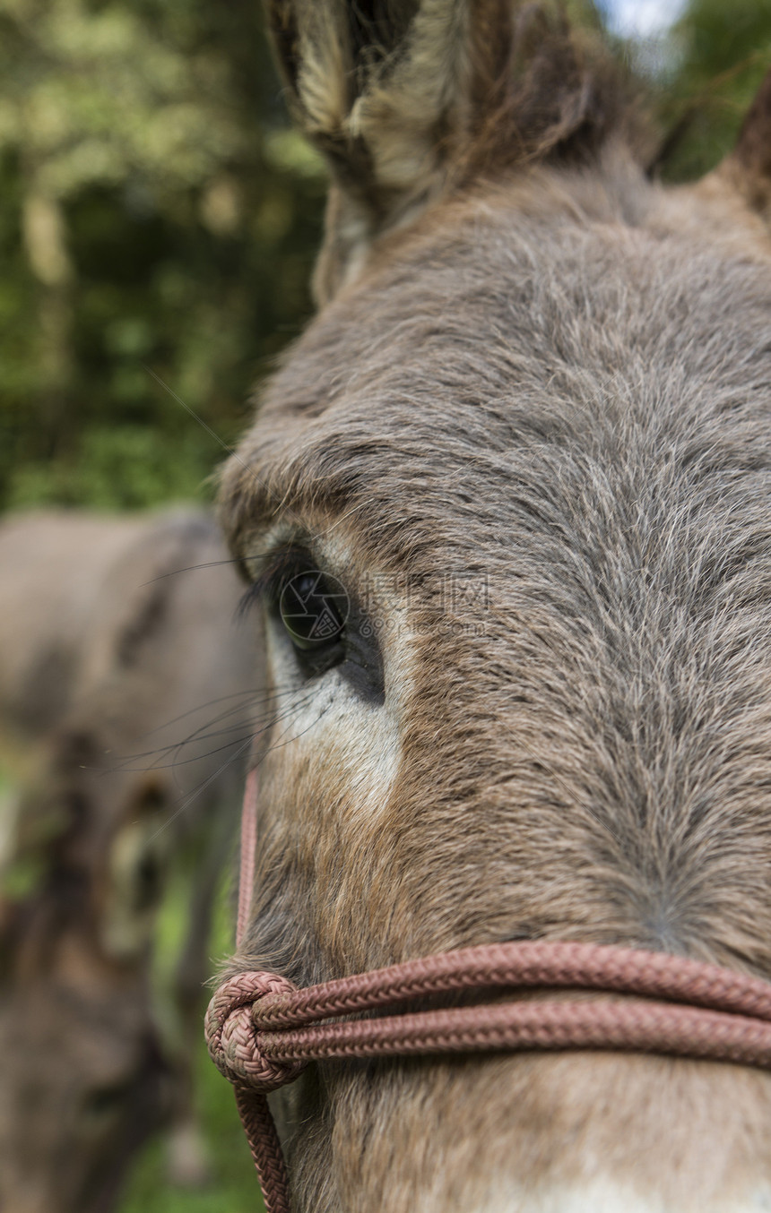 外出有驴子的形体鼻子家畜棕色草原风光田园农村生物毛皮动物图片