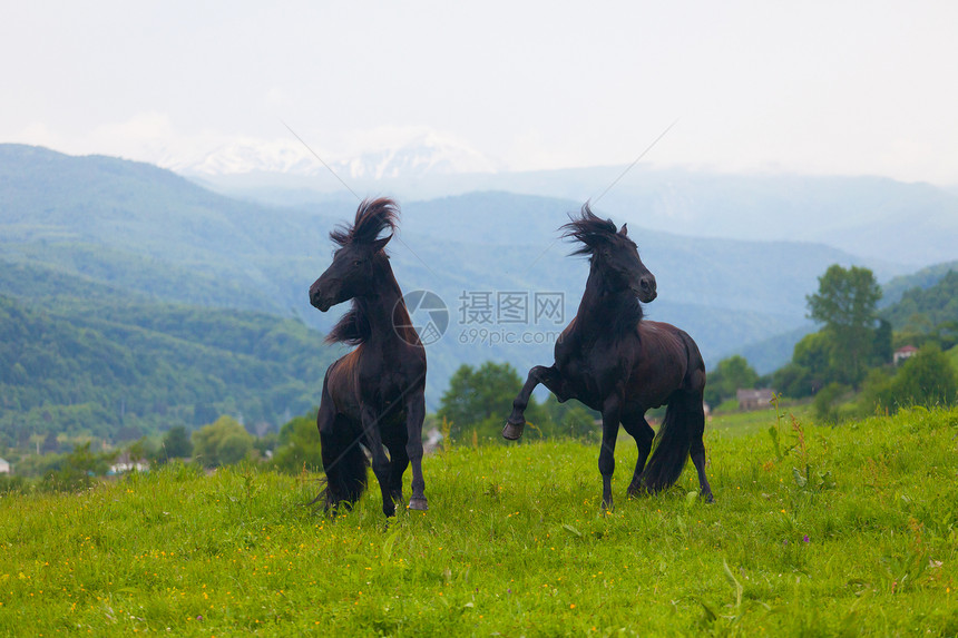 两只黑马在夏天的牧场上玩耍情绪山脉动物农场畜牧业农业黑色斗争良种草地图片