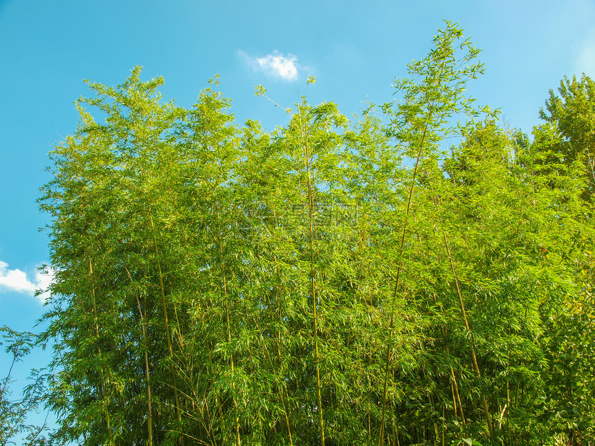 竹竹植物植物群森林单子被子图片