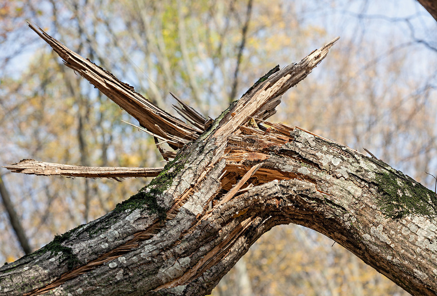 折断树叶子保险公园风暴木头林业天气木材树干森林图片