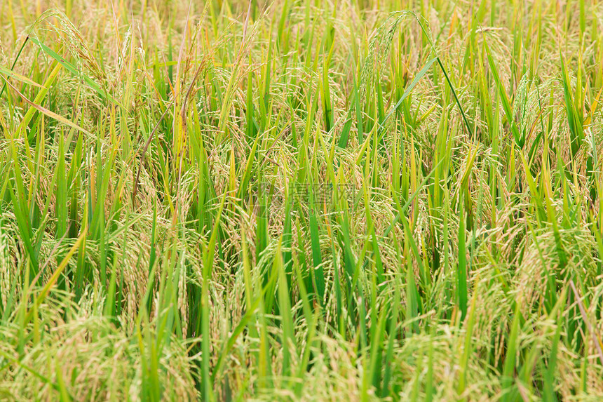 稻米田旅行农业场地稻田草地收获生长植物农场土地图片