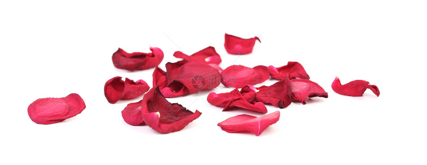 美丽的红玫瑰花瓣剪裁美丽礼物红色白色婚礼团体脆弱性工作室反射图片