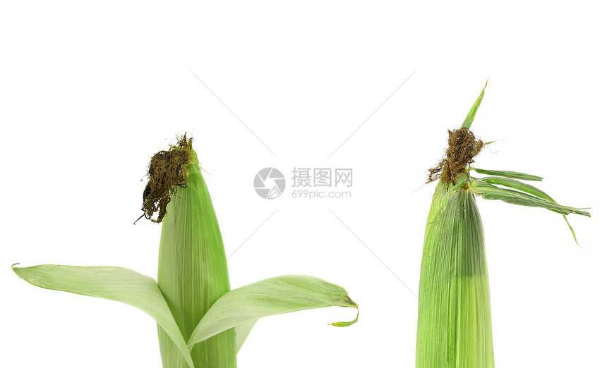 新鲜玉米在鳕鱼上叶子素食蔬菜生产耳朵金子爆米花棒子食物农业图片