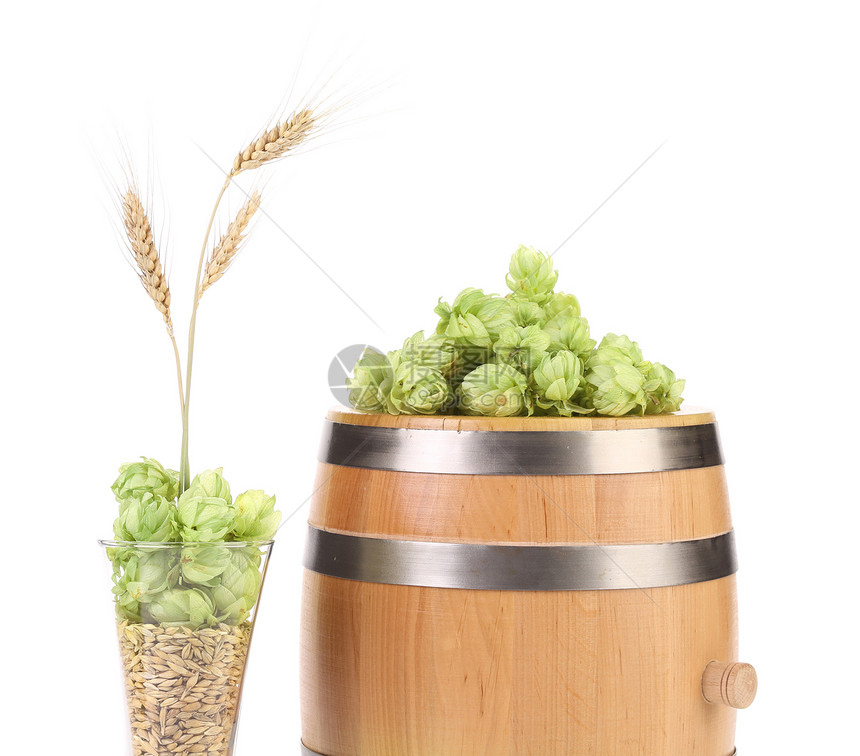 酒桶和杯子与跳植物草本植物味道农业小穗大麦收成耳朵谷物小麦图片