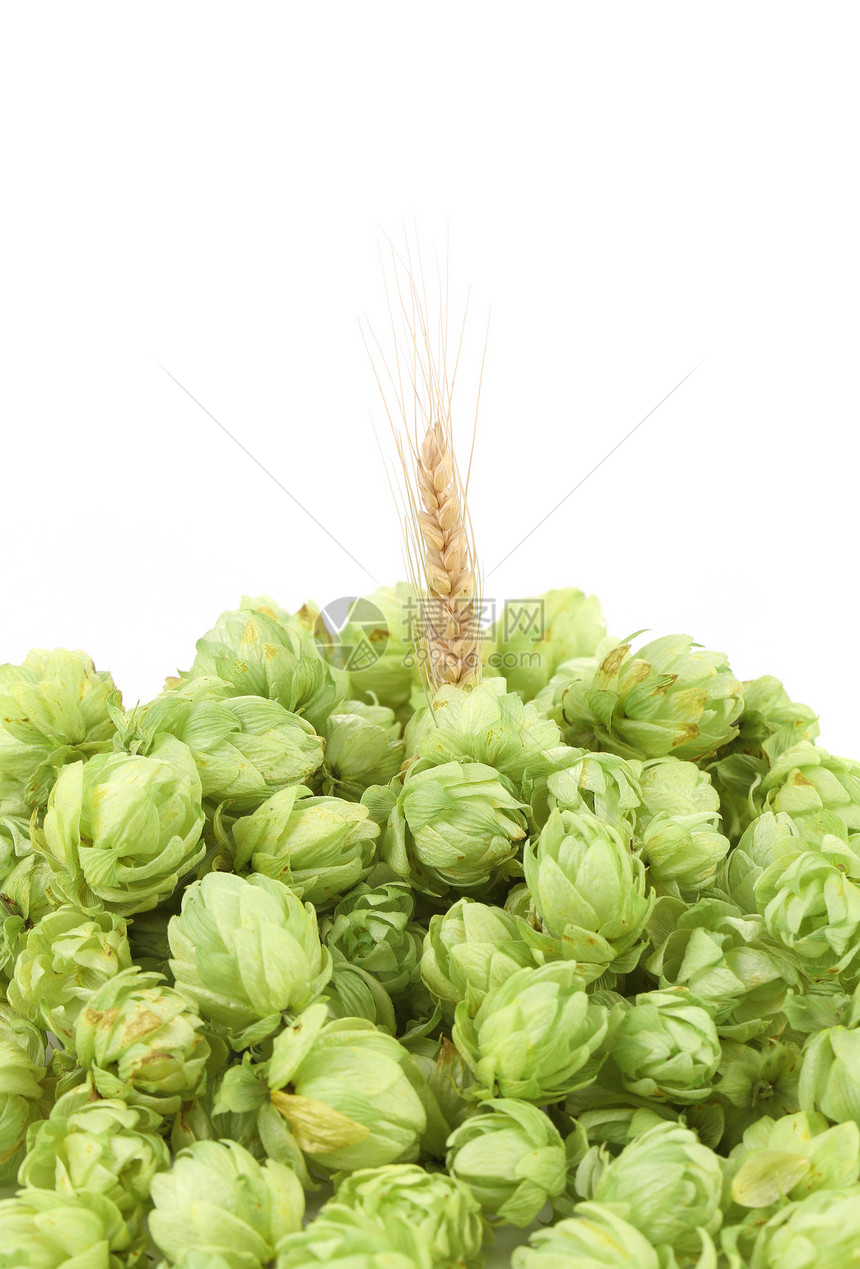 热水和小麦耳朵的缝合农业啤酒厂香料花瓣芳香宏观苦味味道疗法种子图片