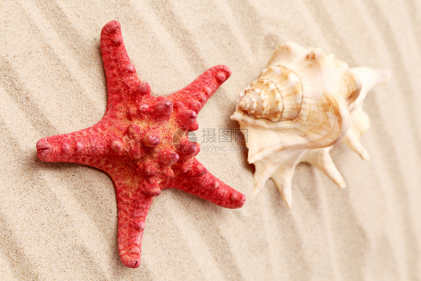 海星和沙滩上的贝壳生物学生活海星热带动物水族馆生态甲壳星星海洋图片