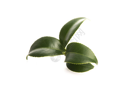 白色背景的清茶叶白纸化绿色饮料叶子对象植物饮食背景图片