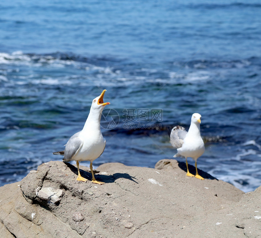 两只白海鸥在岩石上图片