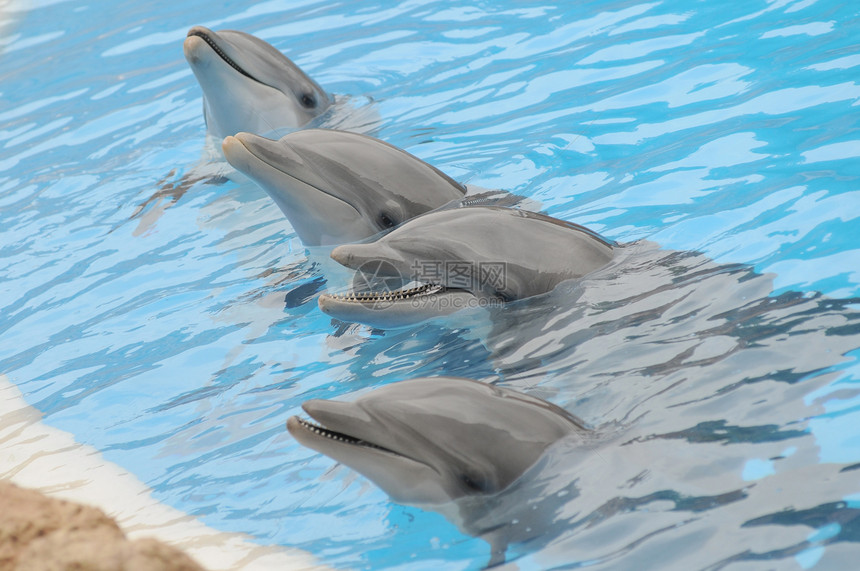 蓝色水上的灰色海豚野生动物乐趣水池动物脚蹼海洋鲸鱼生物生活瓶子图片