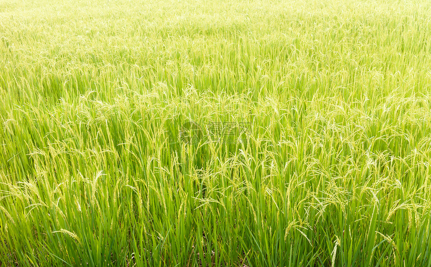 稻米田植物群花园白色场地绿色食物树叶收成农村黄色图片