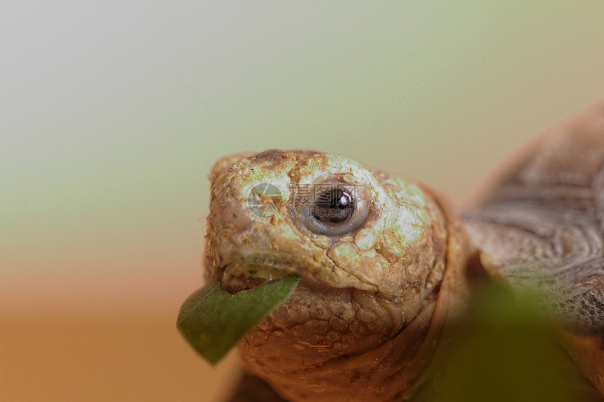 非洲刺激的乌龟动物学野生动物草食性盔甲白色眼睛婴儿工作室爬虫宠物图片