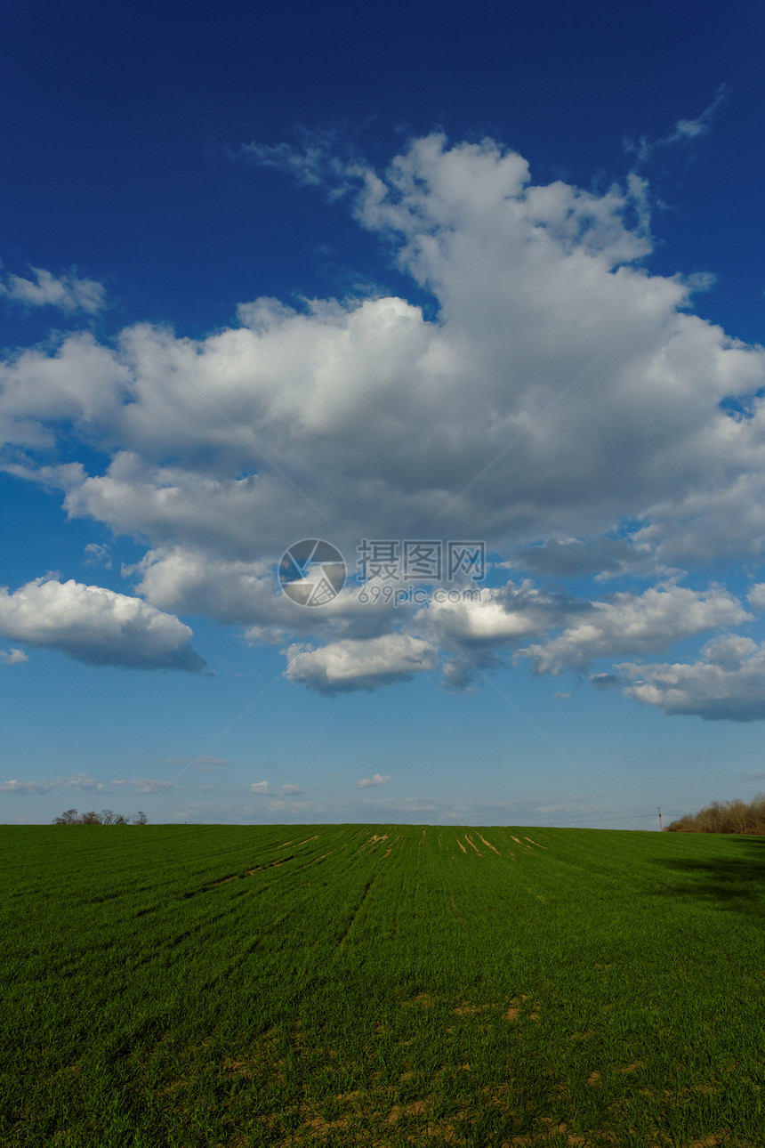蓝云天空下的小麦田牧场蓝色草地玉米生长天气草原农场风景季节图片