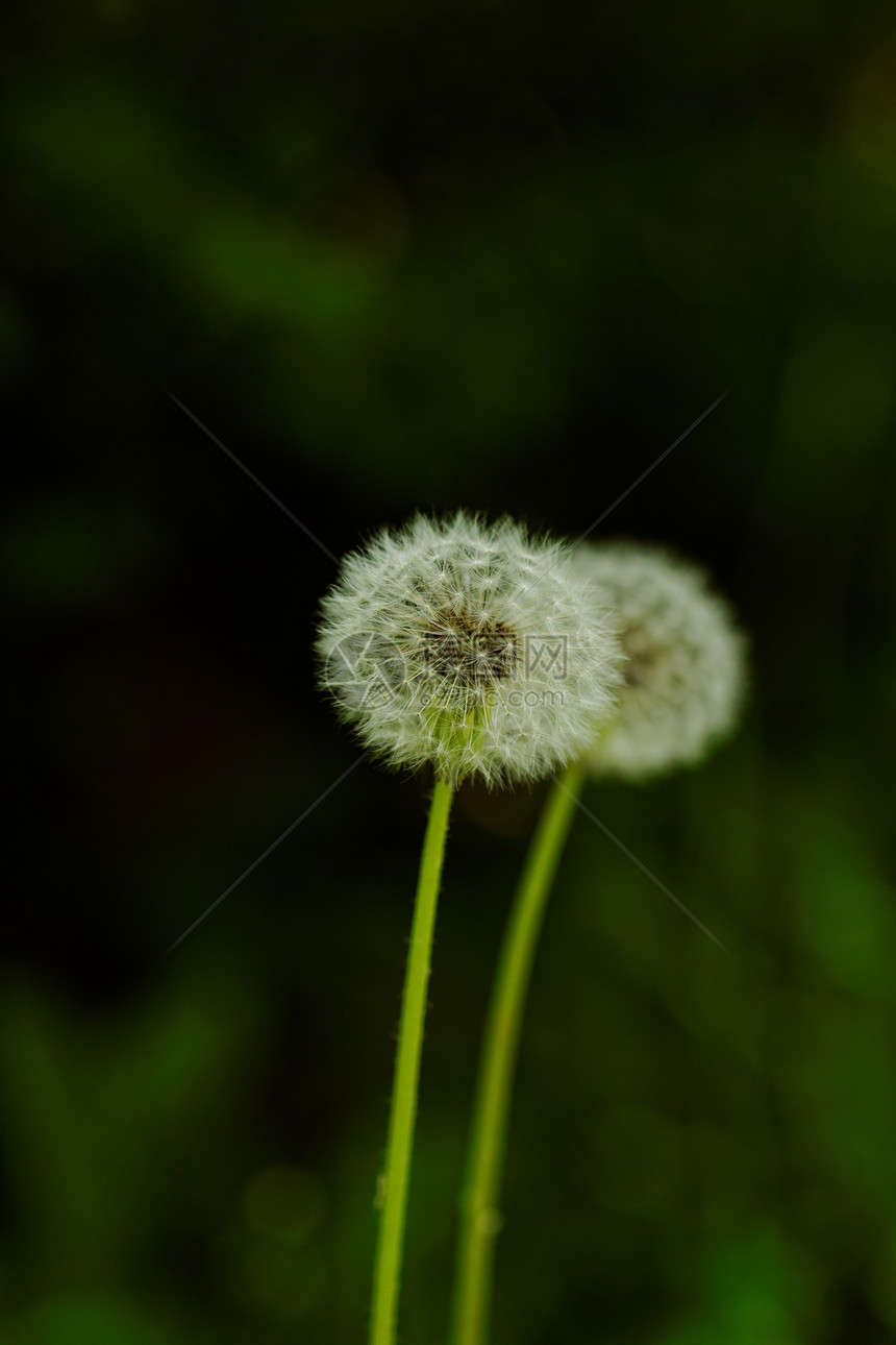 蒲公英花太阳蓝色植物学种子天空杂草植物生活花园宏观图片